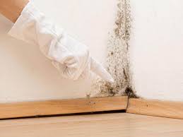 Best Basement Mold Removal  in Coburg, OR